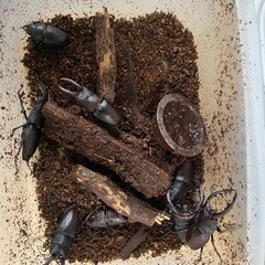 和歌山産　ノコギリクワガタ　10匹♂7♀3の画像