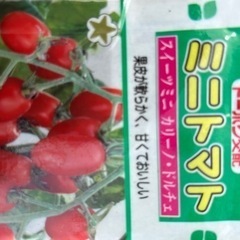 ミニトマト　実生苗　みにとまと