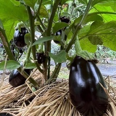 無農薬🍆🍅🥒お野菜セット揖斐川産‼️