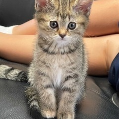 かわいい仔猫（里親決定）