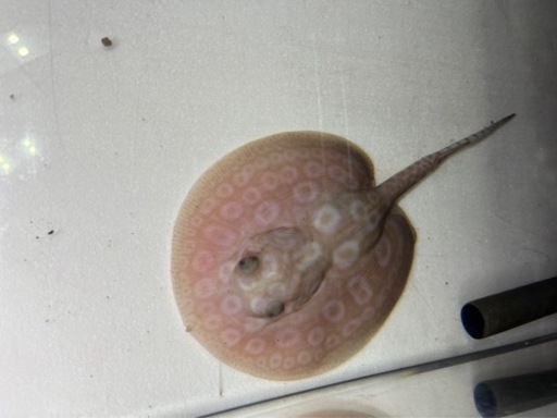 アルビノクロコダイルスティングレー  胎盤約１１センチ　オス個体