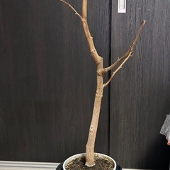エバーフレッシュ 観葉植物