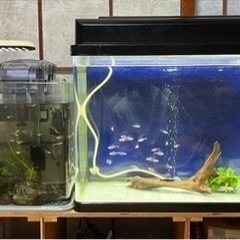 ★値下げ★【曲げガラス水槽40&60】  セット売り お魚も🐟