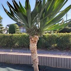 ユッカグロリオサ  値下げ中。の画像