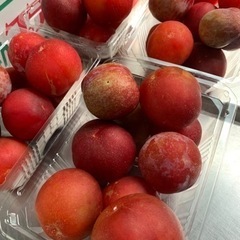 【受付終了・在庫切れ】☆★☆ 和歌山産すもも（プラム）1パック☆★☆
