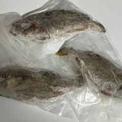 タマンの中古が安い！激安で譲ります・無料であげます(13ページ