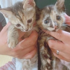 生後1ヶ月の子猫です