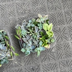 多肉植物　スクエアの画像