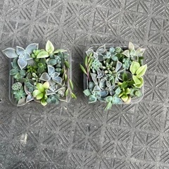 多肉植物　スクエアの画像