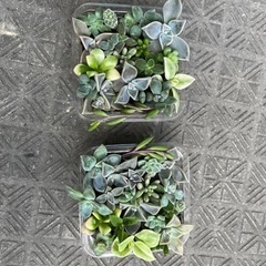 多肉植物　スクエアの画像
