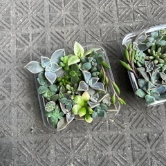 多肉植物　スクエアの画像