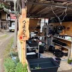 メダカの卵　限定販売します！　6月24.25 金魚
