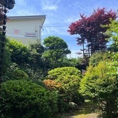 庭木剪定、草刈、伐採やります！ - その他