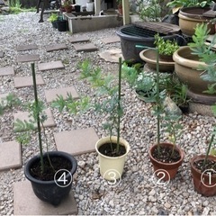 値下げ⤵しました   ミモザアカシア 苗木