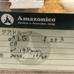 ヘラクレスオオカブト　幼虫　Amazonico ②の画像