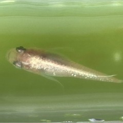 メダカ初めてセット？