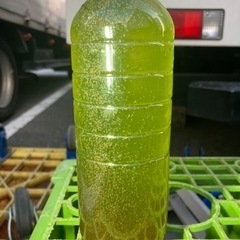 メダカ初めてセット？の画像