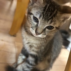 キジトラ猫ちゃん🐱甘えん坊♡