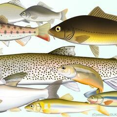 魚の骨（未利用魚、廃棄するアラ含）を提供して下さる方募集中！ - 西宮市