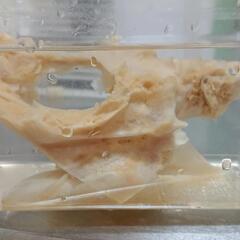 魚の骨（未利用魚、廃棄するアラ含）を提供して下さる方募集中！ - 買いたい/ください