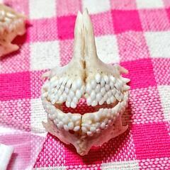 魚の骨（未利用魚、廃棄するアラ含）を提供して下さる方募集中！ − 兵庫県