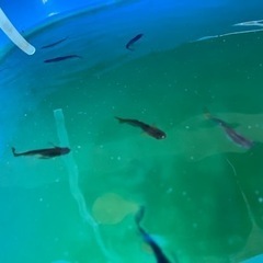 1匹〜OKメダカ稚魚・針子の黒サタン系の画像