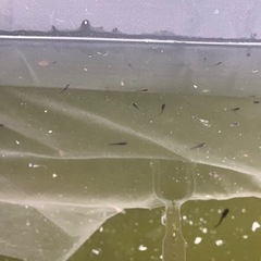 1匹〜OKメダカ稚魚・針子の黒サタン系の画像