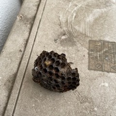 蜂の巣駆除🐝　低価格❗️ - 手伝いたい/助けたい