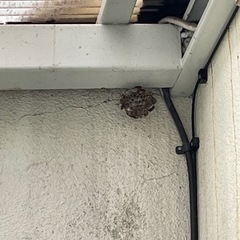 蜂の巣駆除🐝　低価格❗️ - 横浜市
