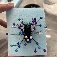 クワガタ･カブトムシ！標本作ります！！ − 北海道
