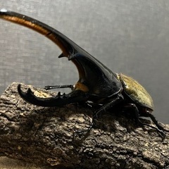 クワガタ･カブトムシ！標本作ります！！ - 釧路市