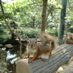 井の頭自然文化園（井の頭公園の動物園）に行きます♪　※女子グルー...