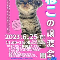 ねこ縁結びの会 譲渡会 ―場所：日向駅高架下―