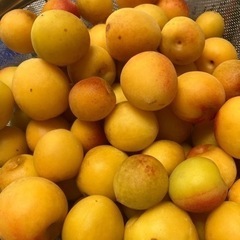 完熟南高梅の画像