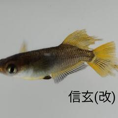 和歌山よってって貴志川店　注文即売会 - イベント