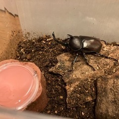 カブトムシ　オス