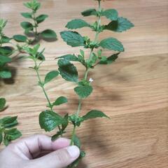 レモンバーム10本の画像