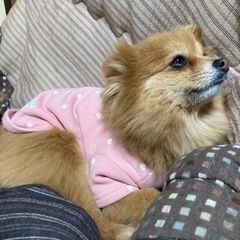 ペットシッター、お散歩代行いたします - 松浦市