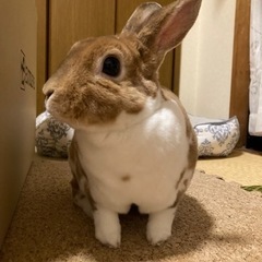 ペットシッター、お散歩代行いたします − 長崎県