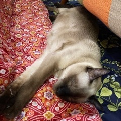 ペットシッター、お散歩代行いたします - ペット