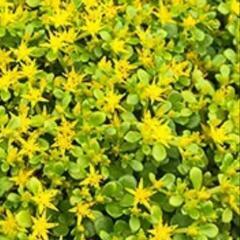 グランドカバー　植物　花　マルバマンネングサ