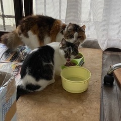 お願いします