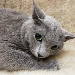 甘えん坊なロシアンブルーの3歳の男の子