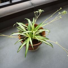 ★折り鶴ラン　オリズルラン　ナカフオリヅルラン 茶色系の陶器製鉢に植栽　高さ約３２ｃｍ　つる５本出ています　掲載No５★の画像