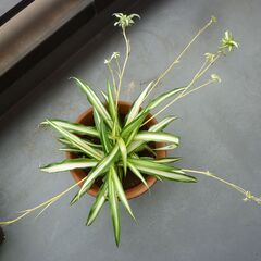 ★折り鶴ラン　オリズルラン　ナカフオリヅルラン 茶色系の陶器製鉢に植栽　高さ約３２ｃｍ　つる５本出ています　掲載No５★の画像