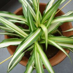 ★折り鶴ラン　オリズルラン　ナカフオリヅルラン 茶色系の陶器製鉢に植栽　高さ約３２ｃｍ　つる５本出ています　掲載No５★の画像
