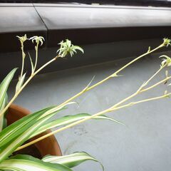 ★折り鶴ラン　オリズルラン　ナカフオリヅルラン 茶色系の陶器製鉢に植栽　高さ約３２ｃｍ　つる５本出ています　掲載No５★の画像