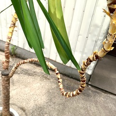 生命力の強い*  *   大型　観葉植物　高さ224　　鉢幅３２の画像