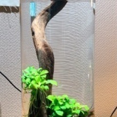 水槽　熱帯魚　ボトルアクアリウム