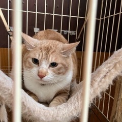 決まらなければ8月から保健所です